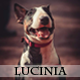 Lucinia