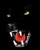 panther7